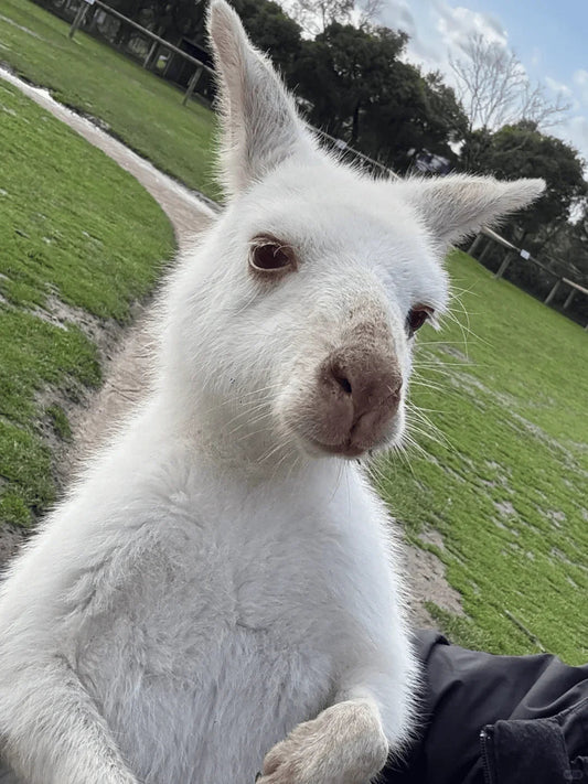 Close-up of a white kangaroo outdoors on green grass with trees and partly cloudy sky